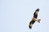 Red Kite