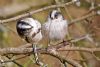 Long-tailed Tit