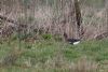 Russian White-fronted Goose