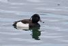 Tufted Duck