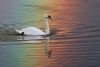 Mute Swan