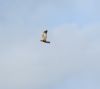 Marsh Harrier