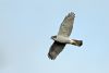 Goshawk