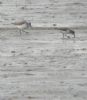 Curlew Sandpiper