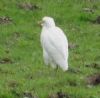 Cattle Egret