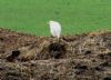 Cattle Egret