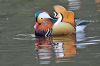 Mandarin Duck