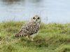 Short-eared Owl