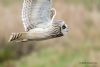 Short-eared Owl