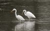 Great White Egret