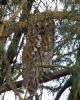 Tawny Owl