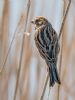 Reed Bunting