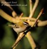 Firecrest