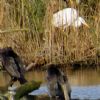 Great White Egret