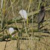 Cattle Egret