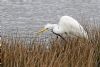 Great White Egret