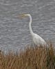 Great White Egret