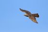 Goshawk