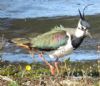 Lapwing