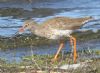 Redshank