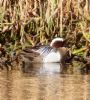 Garganey