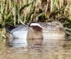 Garganey