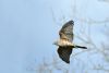 Goshawk