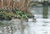 Garganey