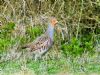 Grey Partridge