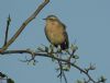 Water Pipit