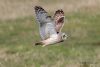 Short-eared Owl