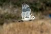 Short-eared Owl