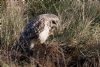 Short-eared Owl