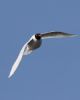 Mediterranean Gull