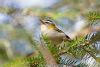 Firecrest