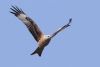 Red Kite