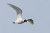 Mediterranean Gull