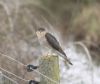 Sparrowhawk