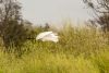 Great White Egret