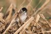 Reed Bunting