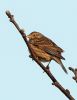 Corn Bunting