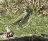 Tree Pipit