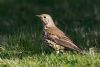 Mistle Thrush