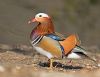 Mandarin Duck