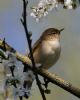 Chiffchaff