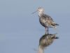 Spotted Redshank