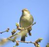 Willow Warbler