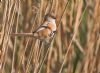 Bearded Tit