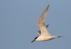 Sandwich Tern