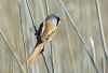 Bearded Tit